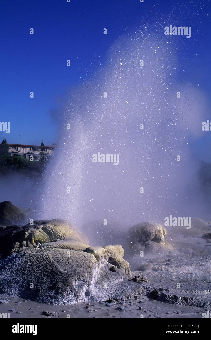 NEUSEELAND, ROTORUA, WHAKAREWAREWA THERMAL AREA, GEYSIR Stockfoto
