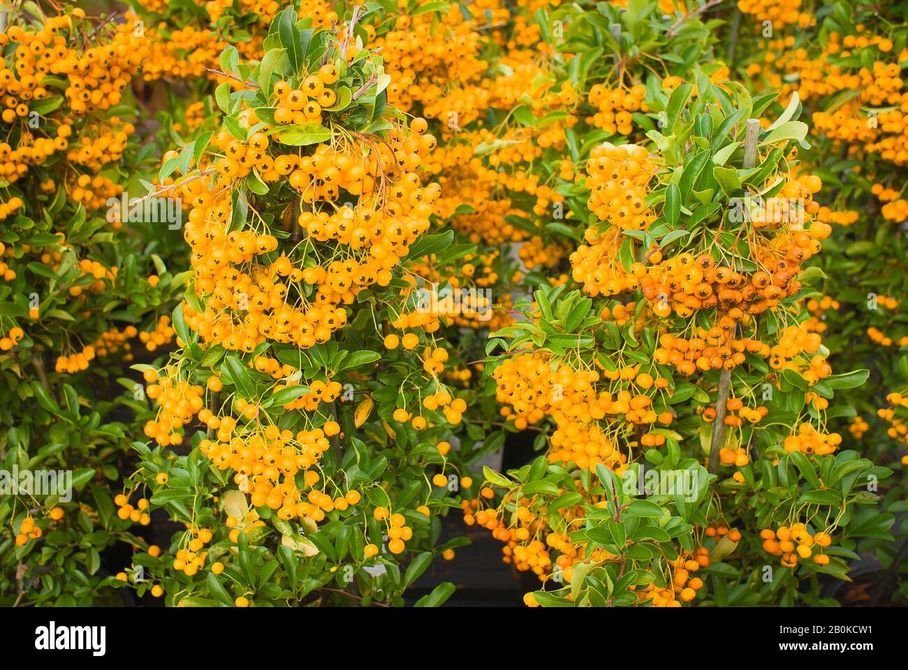 Eine Menge Beeren auf Pyracantha Orange Charmer, die in einem englischen Garten wachsen Stockfoto