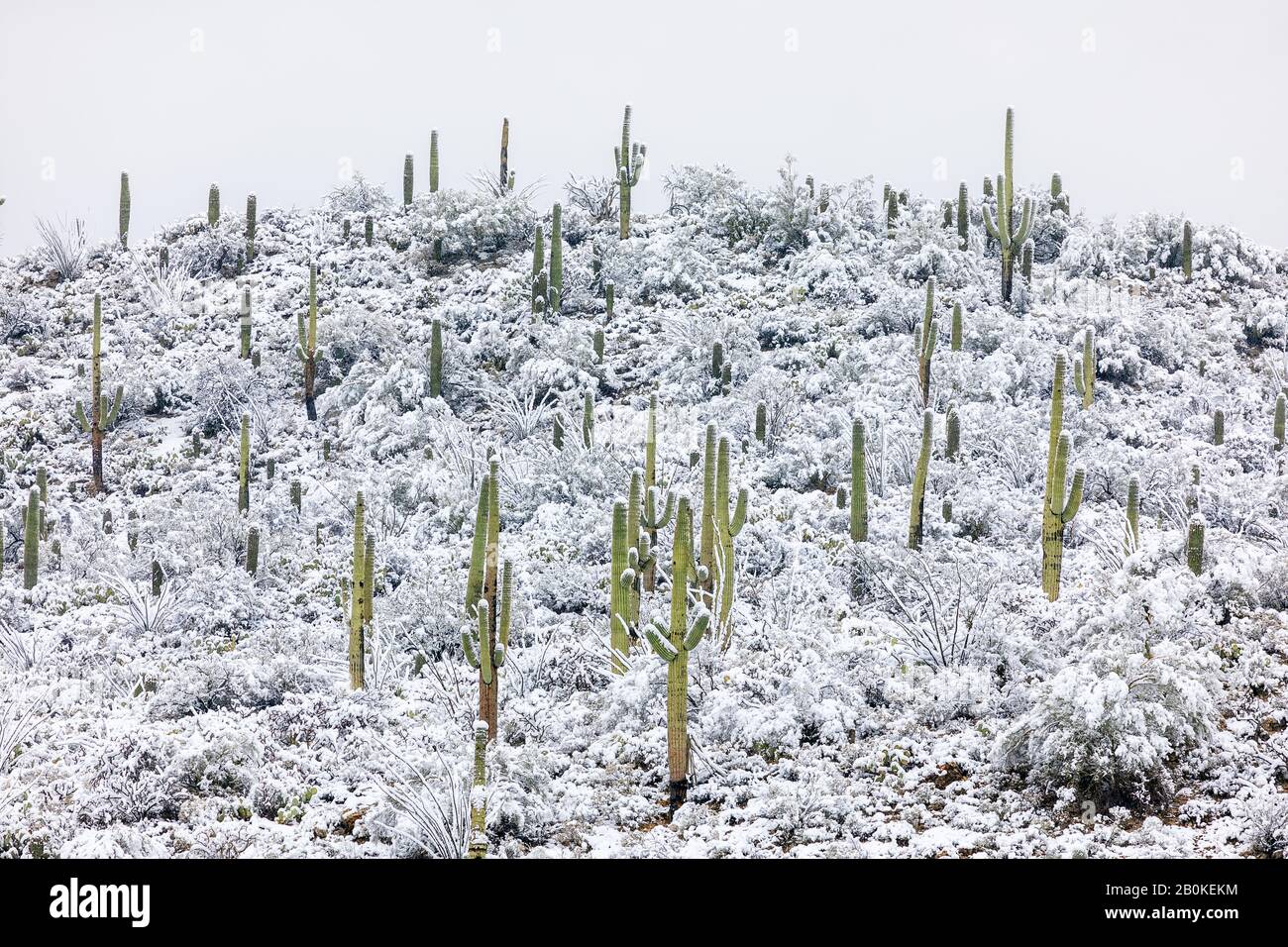 Ein Wintersturm bedeckt den Saguaro Kaktus im Schnee im Saguaro National Park East in Tucson, Arizona Stockfoto