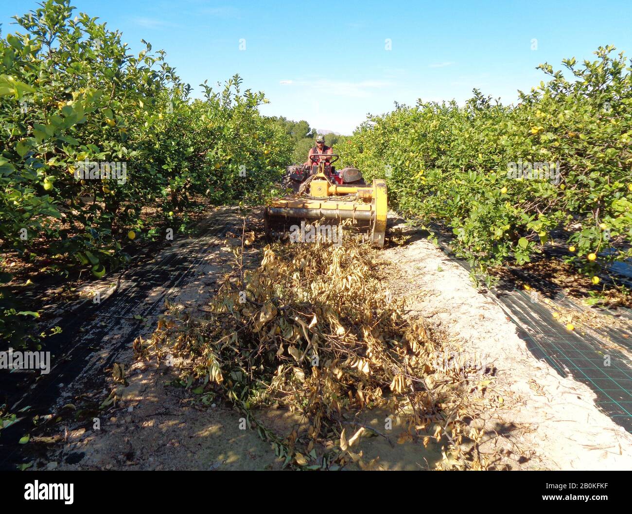 Arbeiter zerquetschen die Äste mit einem Zerrschredder oder Holzschipper in einer Zitronenbäumen Plantage in Spanien. Stockfoto
