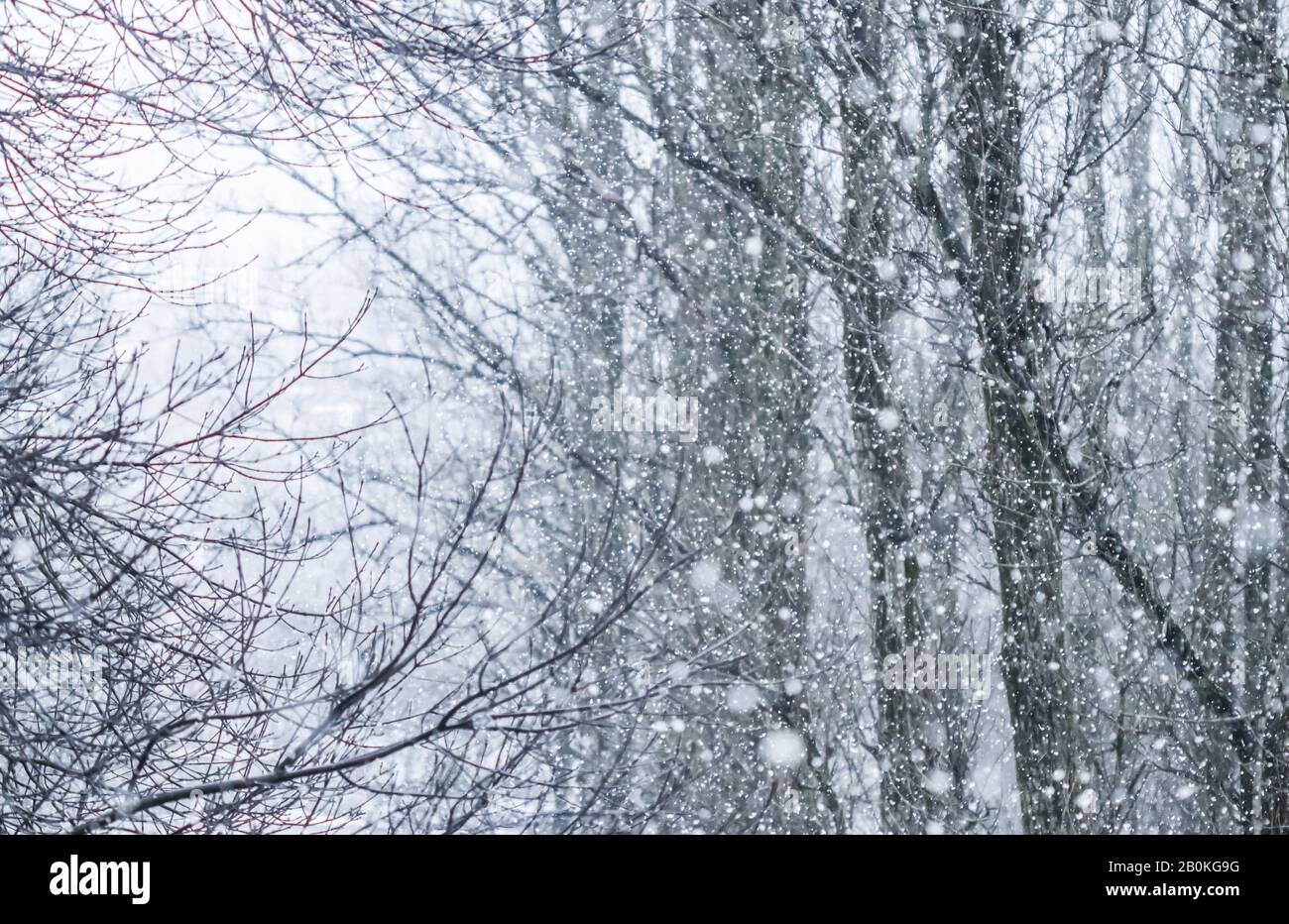 Schneite Landschaft, Winterferienkonzept - märchenhaft flauschige verschneite Bäume verzweigen, Naturlandschaft mit weißem Schnee und kaltem Wetter. Schneefall im Stockfoto