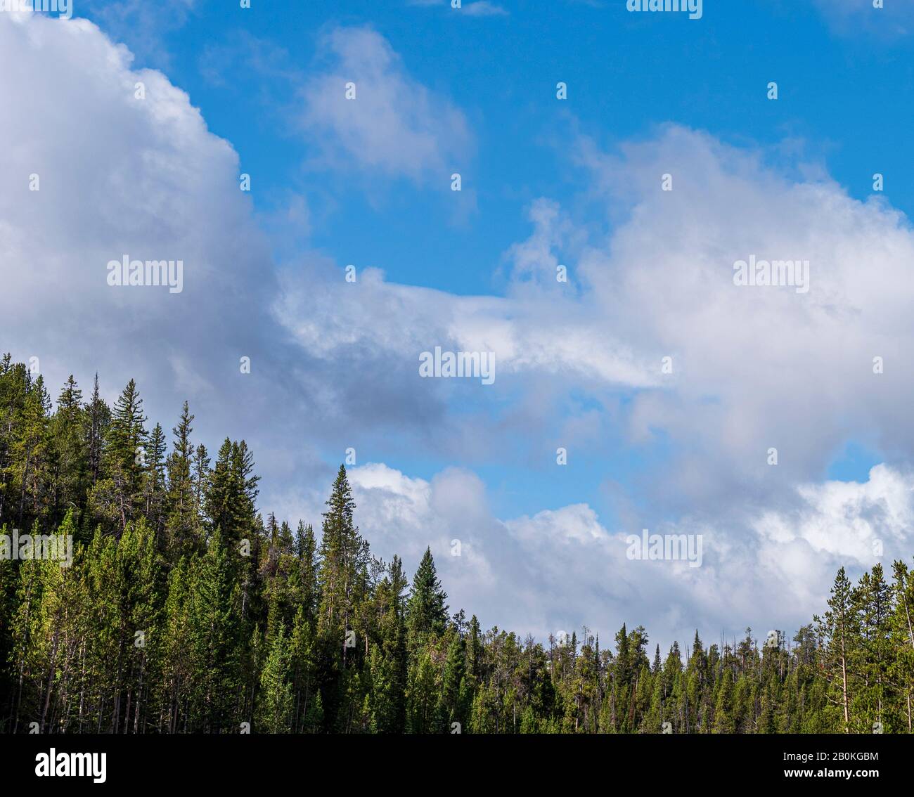 Grüne Pinien vor einem Himmel von flauschigen weißen Wolken. Stockfoto