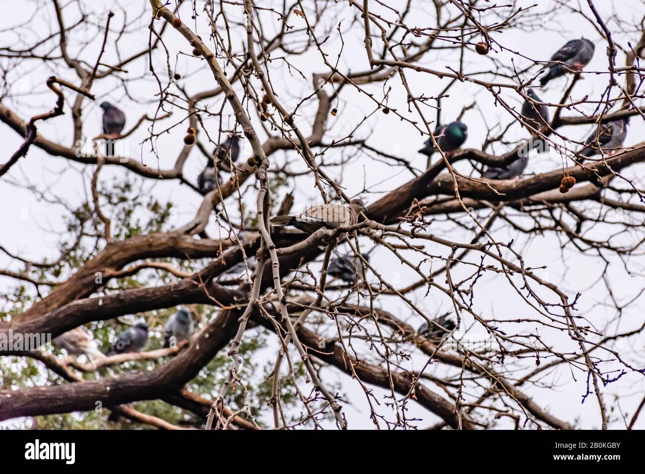 Eine eurasische collared Taube, die im Winter mit vielen Tauben und anderen Vögeln im Hintergrund auf einem Baumzweig in einem Park Kamera betrachtet und percht (Mars Stockfoto