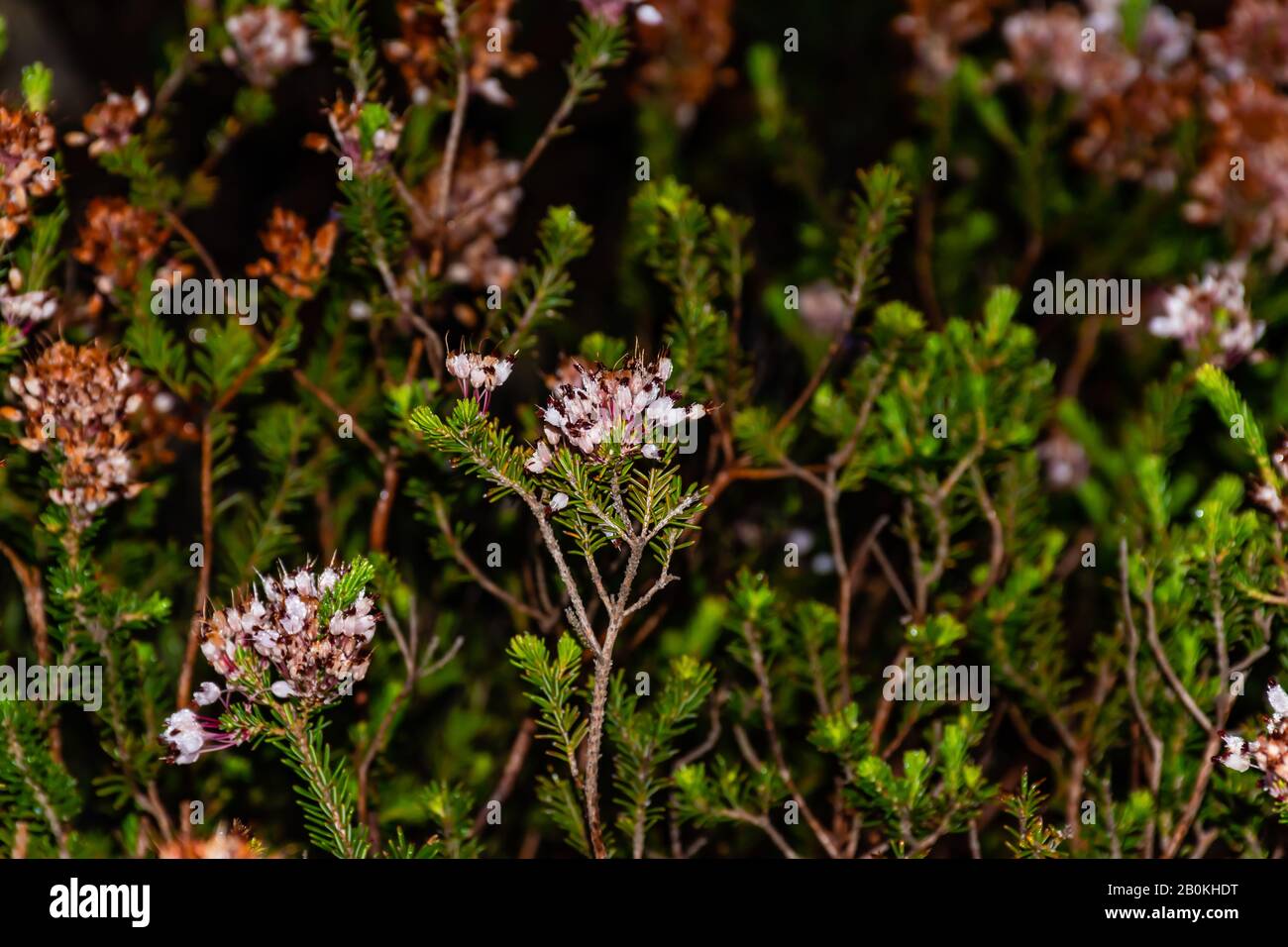 Nahaufnahme der erica-mehrflora-Blumenblätter, die mit morgendlichem Tau bedeckt sind, der in freier Wildbahn im Naturpark Calanques im mediterranen Becken (Frankreich) geschossen wurde Stockfoto