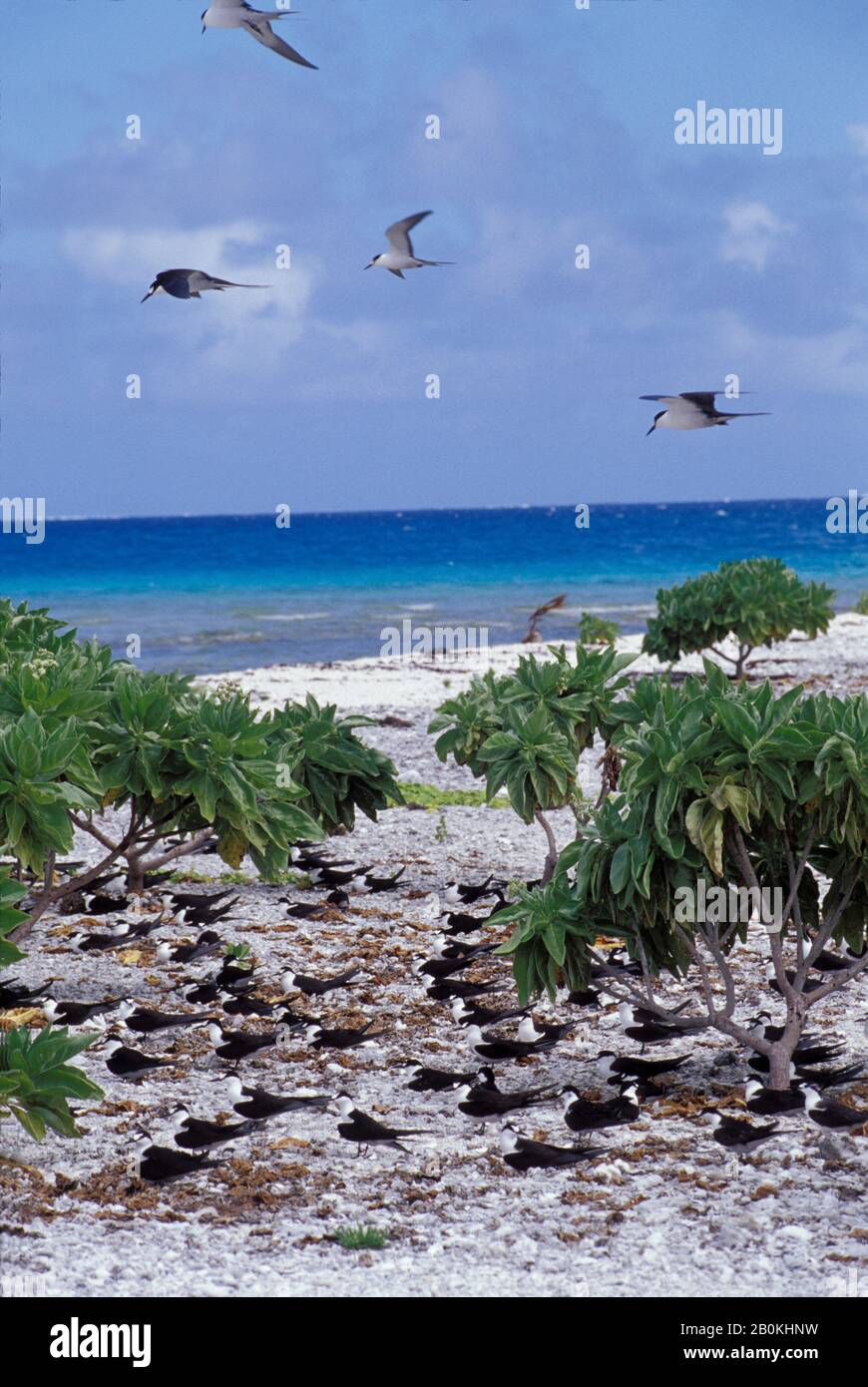 FRANZÖSISCH-POLYNESIEN, GESELLSCHAFTSINSELN, MOPELIA, RUSSIGE TERN NISTKOLONIE, TERNS MIT EIERN Stockfoto