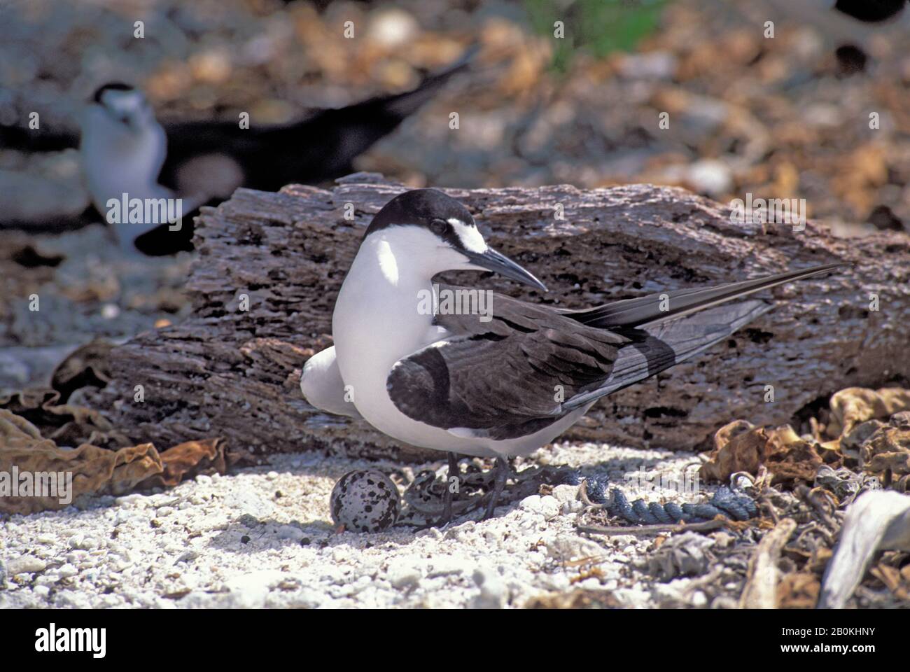 FRANZÖSISCH-POLYNESIEN, GESELLSCHAFTSINSELN, MOPELIA, RUSSIGE TERN NISTKOLONIE, TERN MIT EI Stockfoto