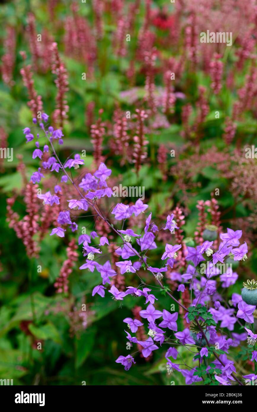 Thalictrum delavayi,Persicaria amplexicaulis Orangenfeld,lila Blume,korallene orange-rosa Blumen,Blume,Blüte,blühend,gemischte Pflanzschema, Stockfoto