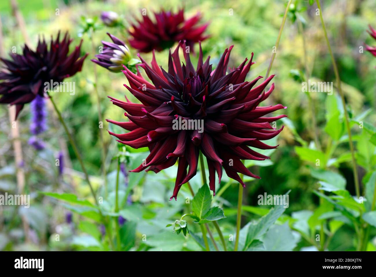 Dahlia Schwarze Narzisse Dunkelviolette Blumen Fast Schwarze Blume Blumen Blume Blute Kakteendahlie Garten Garten Rm Floral Stockfotografie Alamy