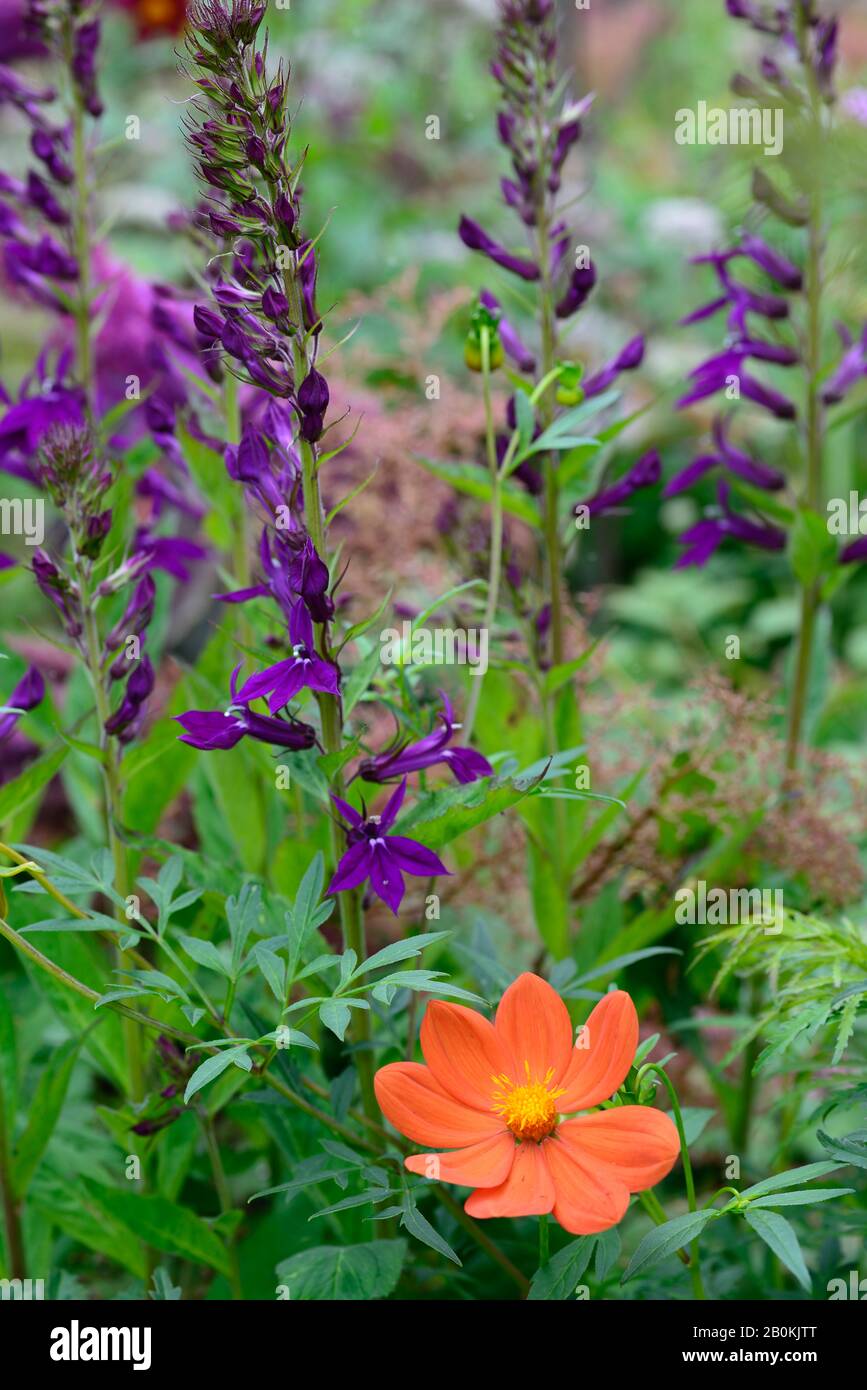 dahlia coccinea, lobelia x speciosa Hadspen Purple, orange Dahlien, Arten dahalia, lila Blumen, Blume, Blüte, lobelias, mehrjährige, Garten, Gärten, Stockfoto