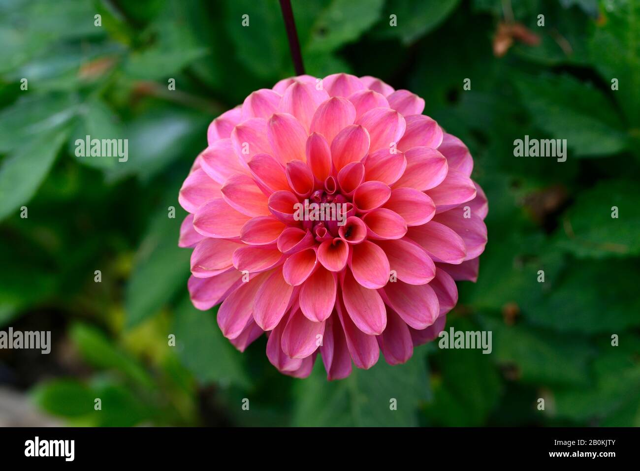 Dahlia Doodlebug, lachsrosa Blumen, Blume, Blüte, formelle dekorative Dahlie, Garten, Gärten, RM Floral Stockfoto