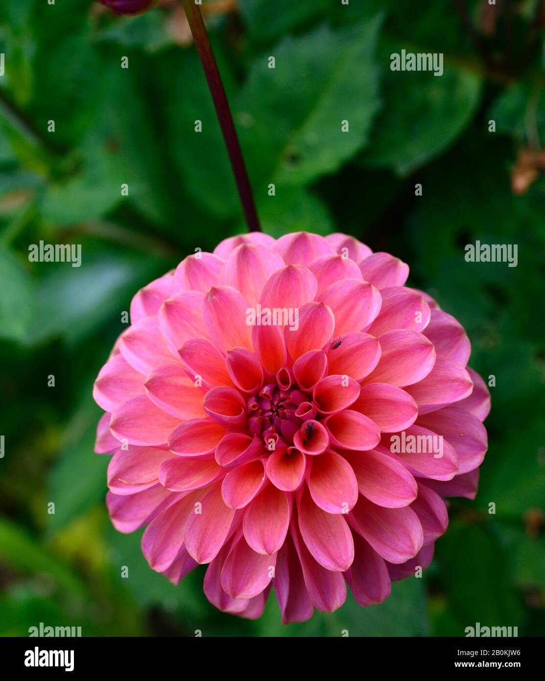 Dahlia Doodlebug, lachsrosa Blumen, Blume, Blüte, formelle dekorative Dahlie, Garten, Gärten, RM Floral Stockfoto