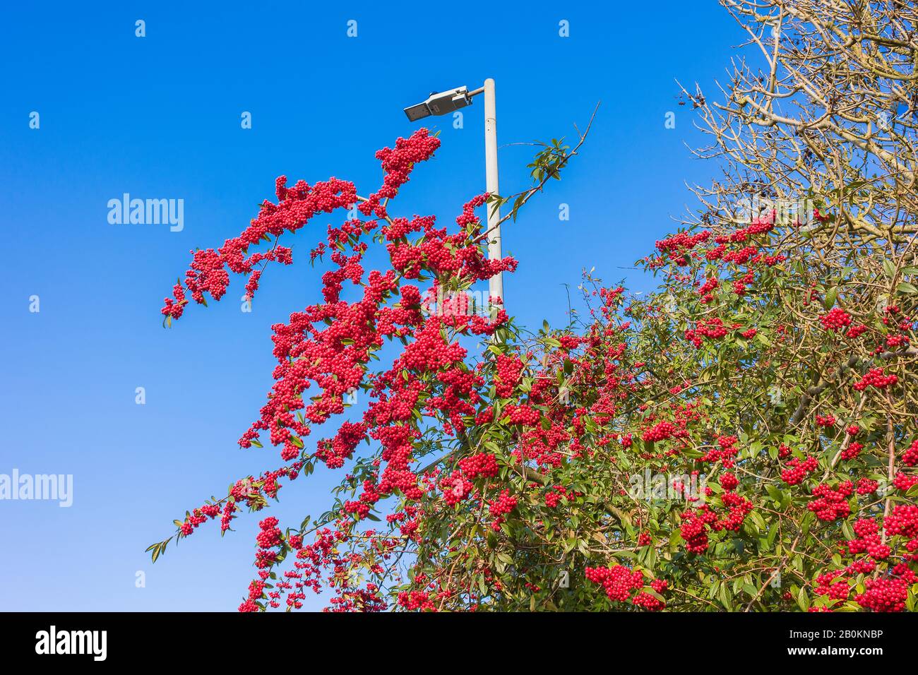 Eine wunderbare Darstellung von roten Beeren auf diesem Beispiel der städtischen Landschaftsgestaltung in Chippenham Wiltshire UK. Eine Form von Cotoneaster Stockfoto