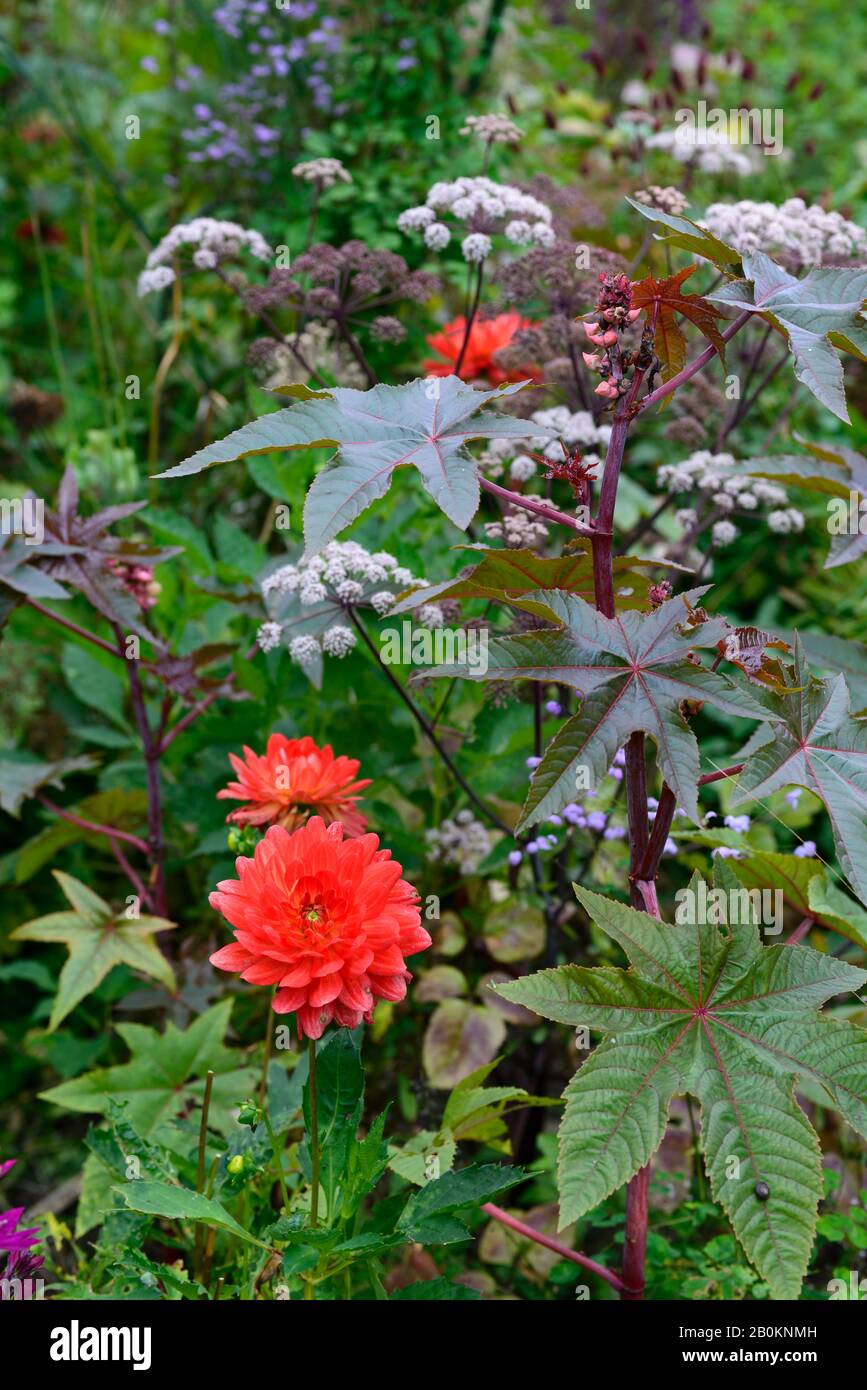 Ricinus communis,Dahlia Kilburn Glow,Angelica sylvestris purpurea Vicar's Mead,Waterlilie dahlias,lila Stiele,lila,rot,Blumen,Blumenköpfe,Umbelleben Stockfoto