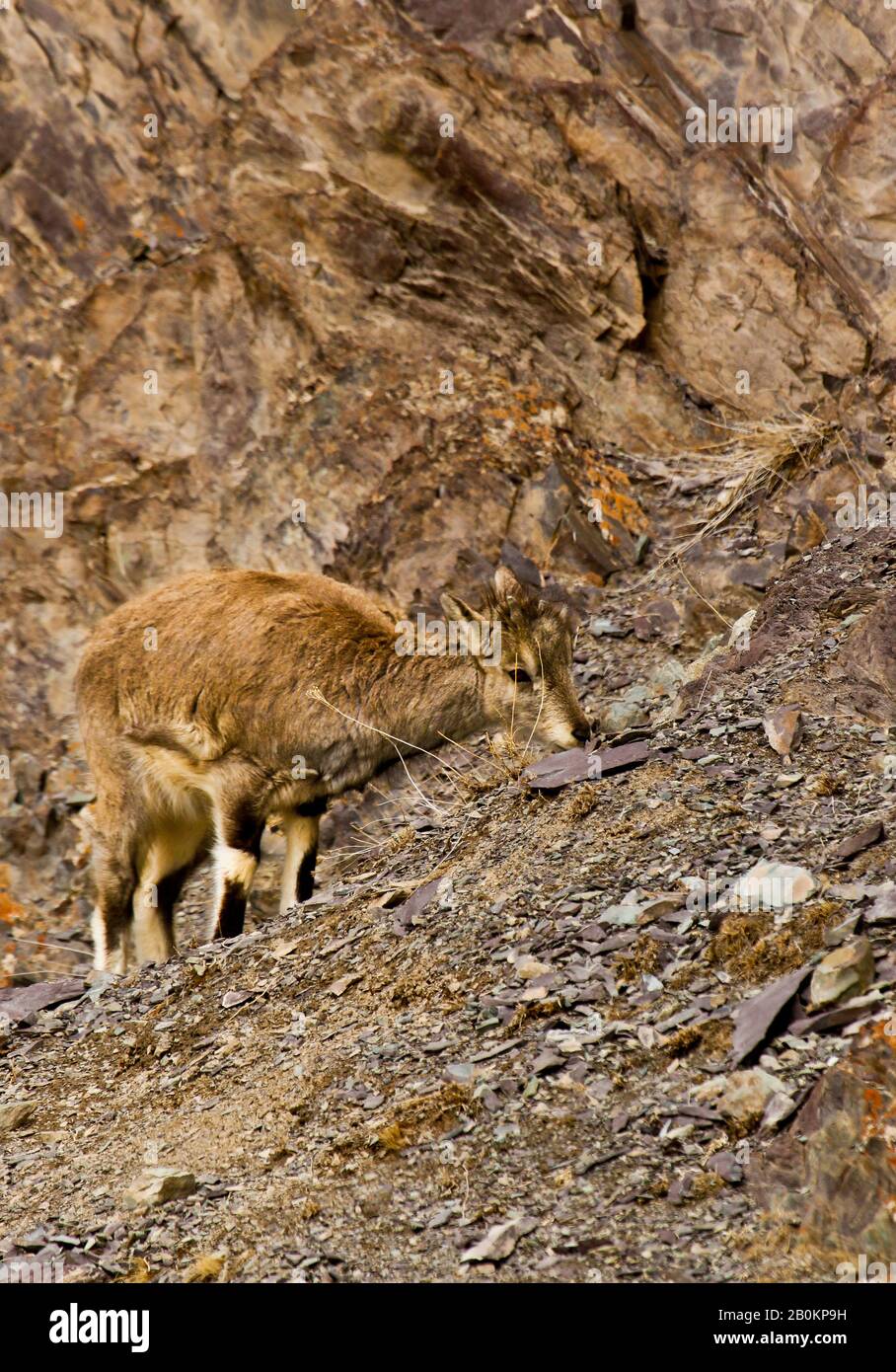 Blaues Himalaya-Schaf, Naur (Pseudois nayaur), Hemis-Nationalpark. Himalaya. Ladakh, Indien Stockfoto