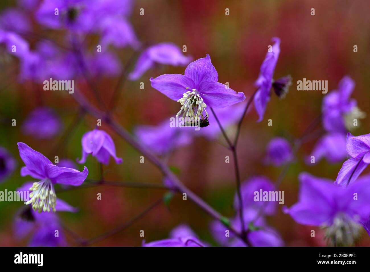 Thalictrum delavayi, Persicaria amplexicaulis Orange Feld im Hintergrund, lila Blumen, Blume, Blüte, blühend, gemischte Pflanzschema, Kombination Stockfoto