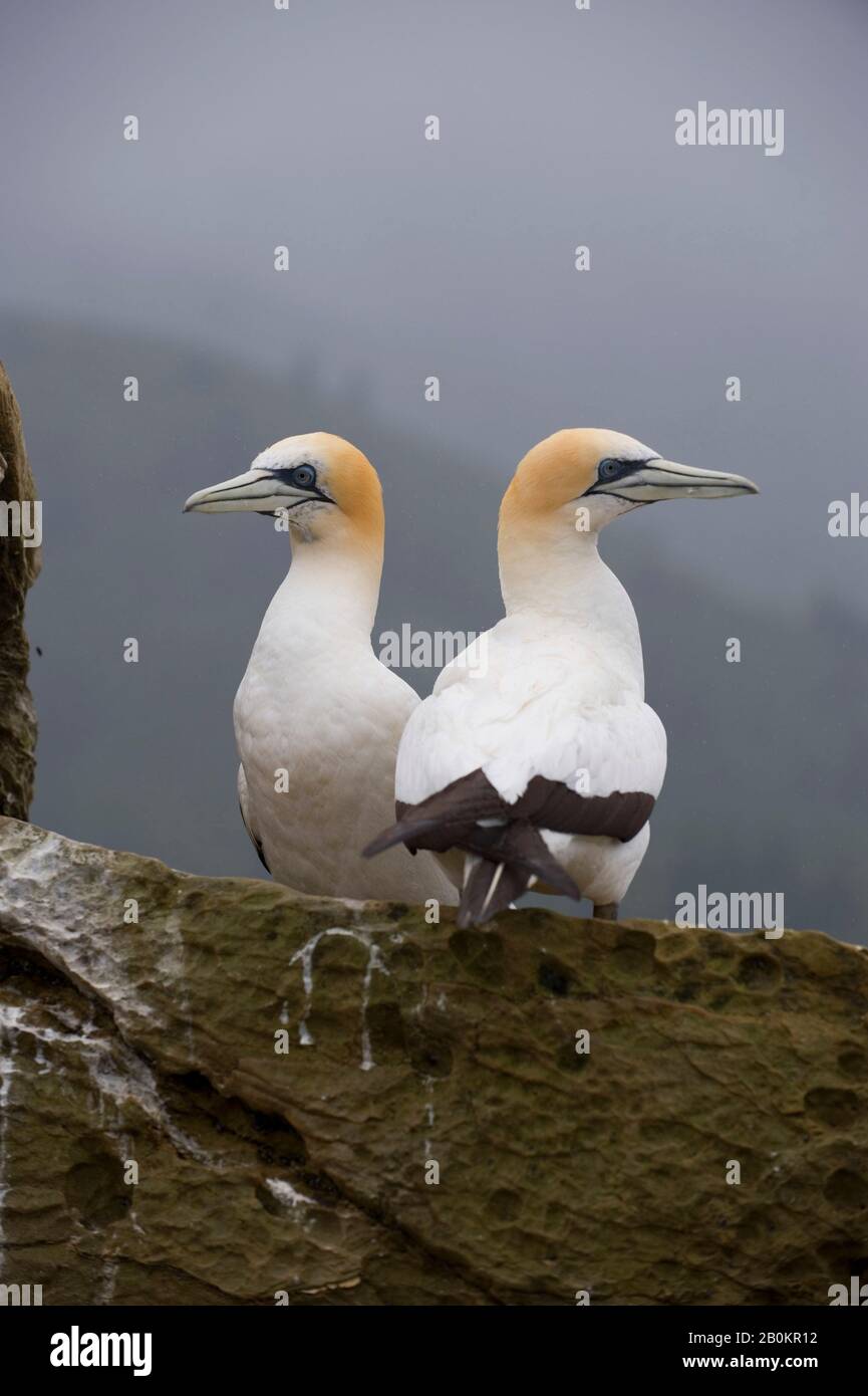 NEUSEELAND, SÜDINSEL, MARLBOROUGH SOUNDS, AUSTRALISCHES GANNET (MORUS SERRATOR) Stockfoto