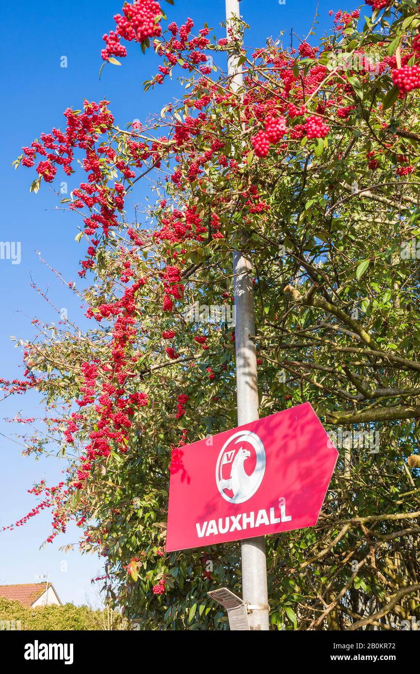 Eine wunderbare Darstellung von roten Beeren auf diesem Beispiel der städtischen Landschaftsgestaltung in Chippenham Wiltshire UK. Eine Form von Cotoneaster Stockfoto
