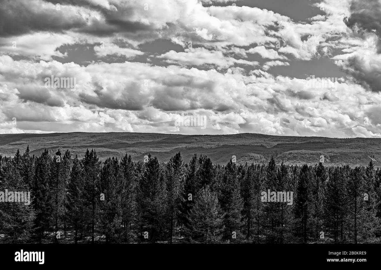 Blick auf Waldbäume mit bewaldeten Bergen dahinter, weiße flauschige Wolken am Himmel. Stockfoto