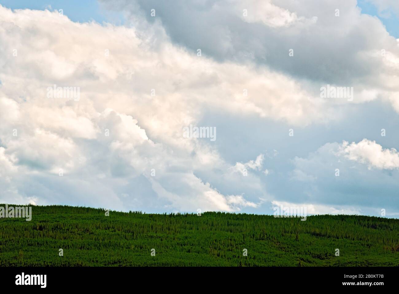 Grüne Waldhügel unter bewölktem Himmel. Stockfoto