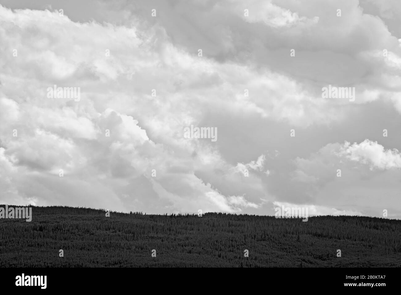Waldbäume bedecken Hügel unter bewölktem Himmel, schwarz und weiß, hoher Kontrast. Stockfoto