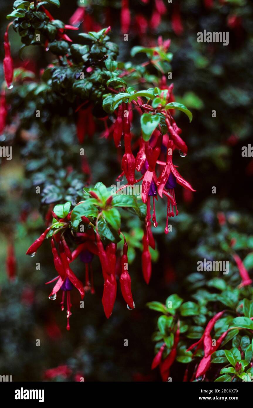 CHILE, CHILOE-INSEL, REGENÜBERFALL FUSCIA (FUCHSIA MAGELLANICA) BLÜHT Stockfoto