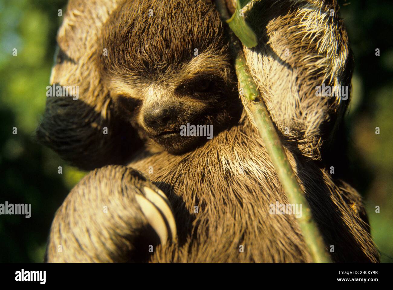 AMAZONAS, BRASILIEN, FAULTIER, HÄNGEND AN EINEM ZWEIG VON BAUM IM TROPISCHEN REGENWALD Stockfoto
