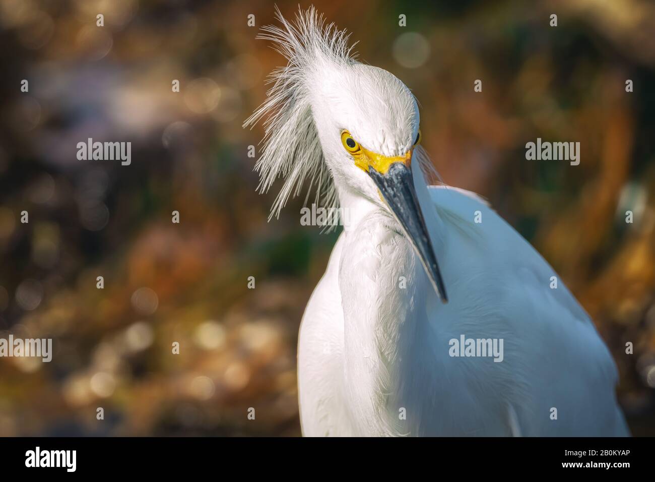 Gesichtsausdruck eines Snowy-Egrets (Egretta thula) auf einer Jagd am frühen Morgen im Point Lobos State Natural Reserve, Carmel, Kalifornien, USA Stockfoto