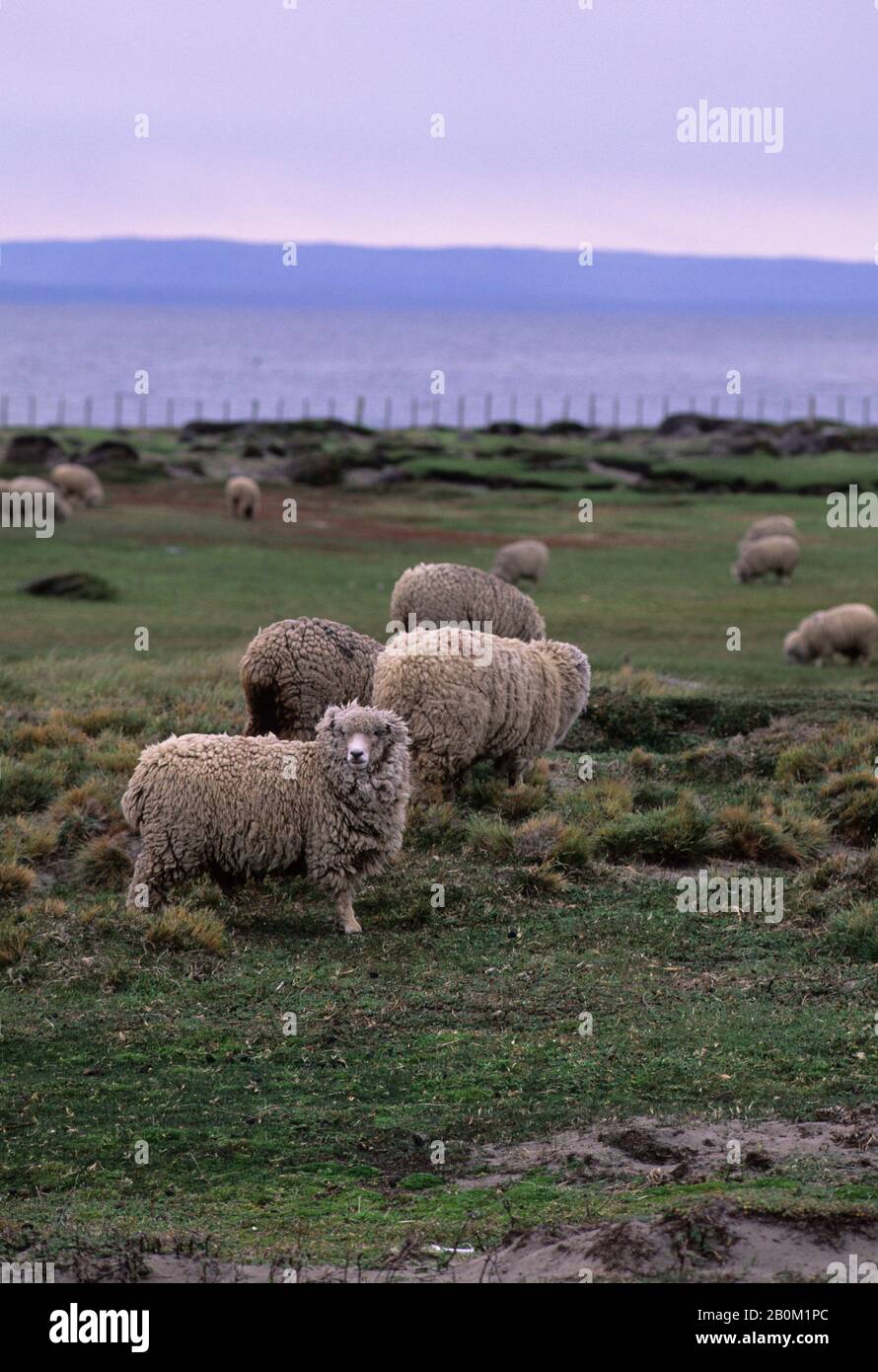CHILE, PATAGONIEN, PAMPAS, IN DER NÄHE VON PUNTA ARENAS, SCHAFE Stockfoto