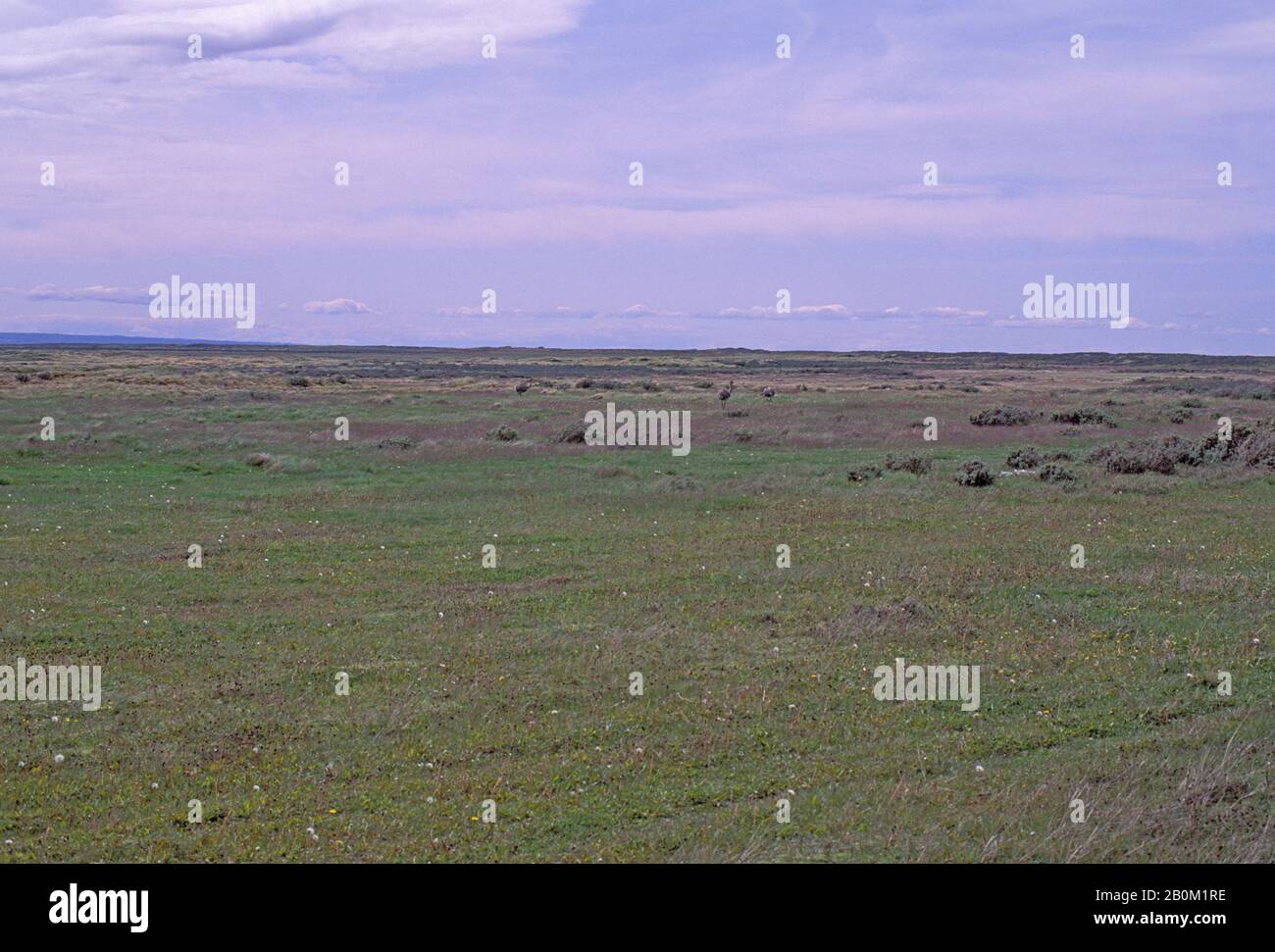 CHILE, PATAGONIEN, PAMPAS, DARWIN RHEAS Stockfoto