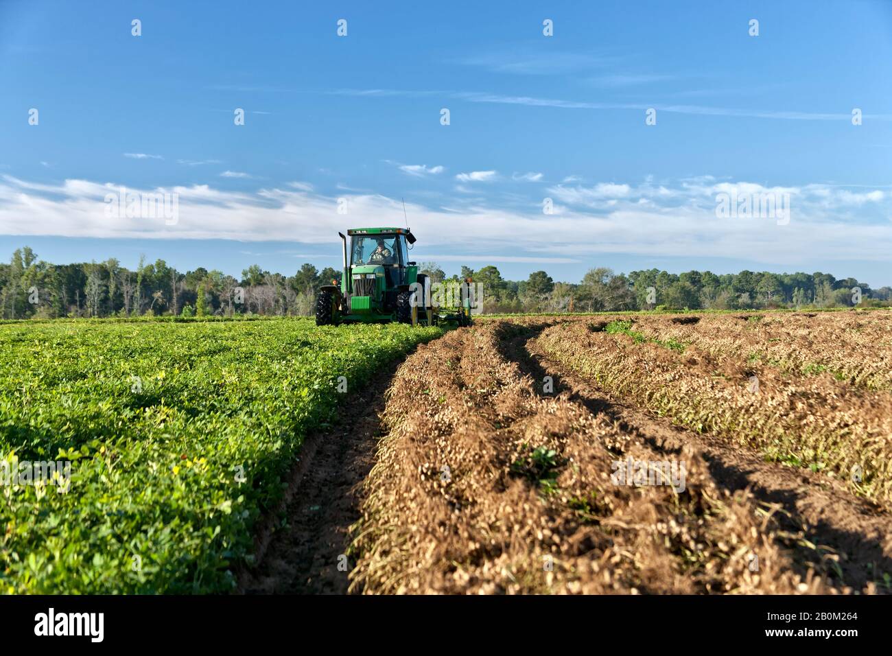 Erdnuss Ernte John Deere Traktor Ernte Invertiert Spanischen Erdnusse Stockfotografie Alamy