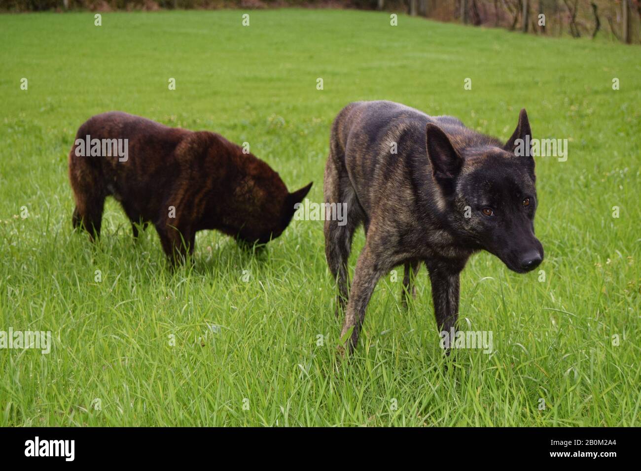 Holland Schäferhunde Trainingslager für Rüden und Hündinnen. Schützen Sie Hunde vor Diebstahl oder Raubüberfällen. Stockfoto