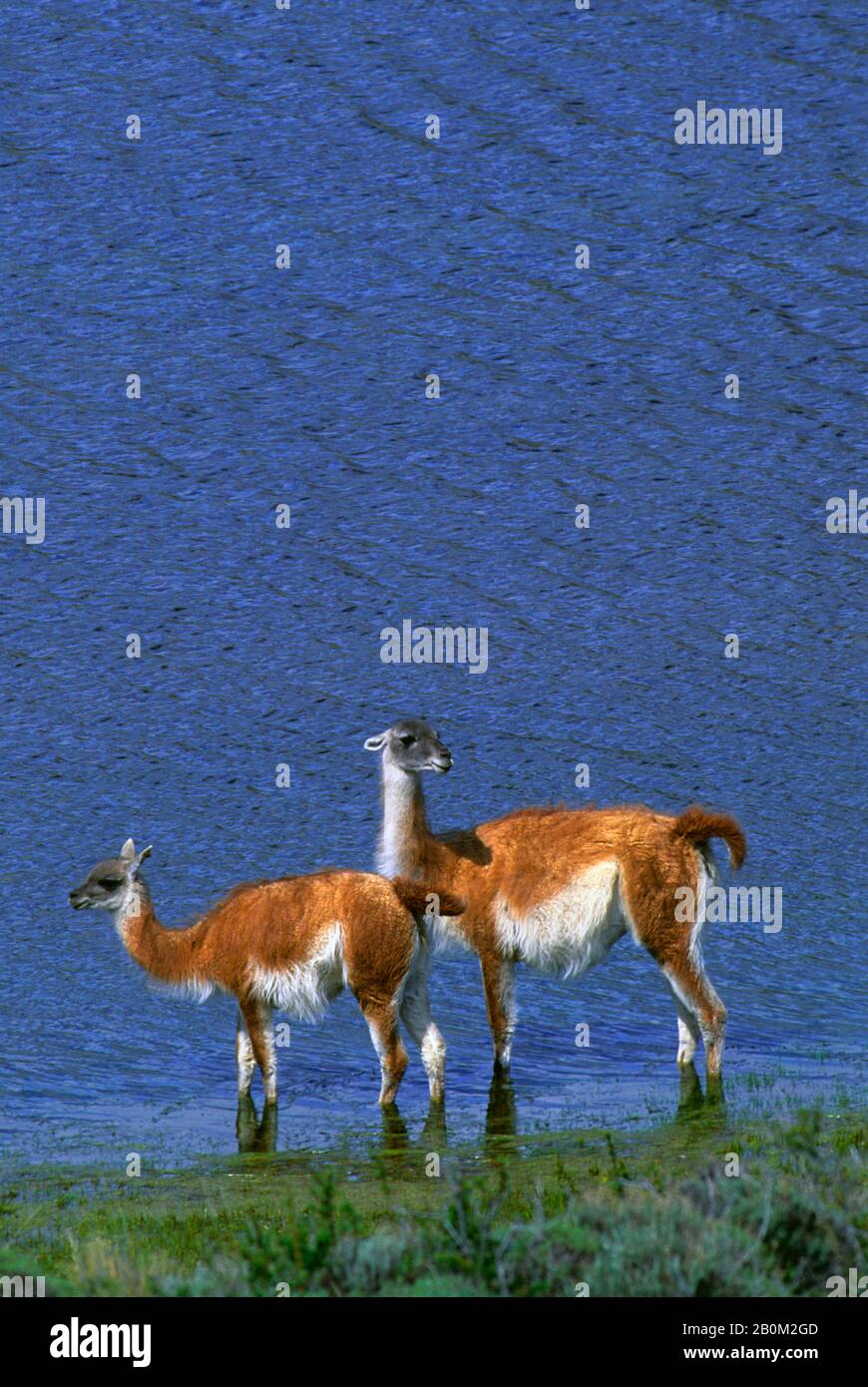 CHILE, TORRES DEL PAINE NAT'L PARK, GUANACO, MUTTER MIT JAHRLING Stockfoto