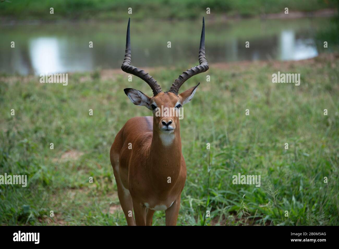 Grants Gazelle männlicher Bock beobachtet sorgfältig nach Raubtieren in Serengeti in Tansania, Afrika vertikal Stockfoto