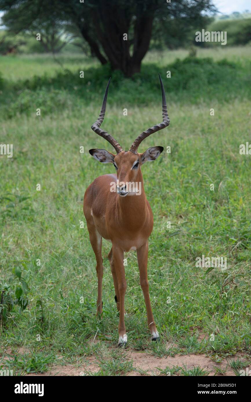 Grants Gazelle männlicher Bock beobachtet sorgfältig nach Raubtieren in Serengeti in Tansania, Afrika vertikal Stockfoto
