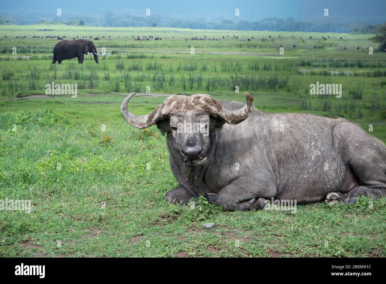 Vervet Affe mit schwarzer Gesichtsbeobachtung und neugierigem Nahaufstehungs-Portrait in Tansania, Afrika Stockfoto