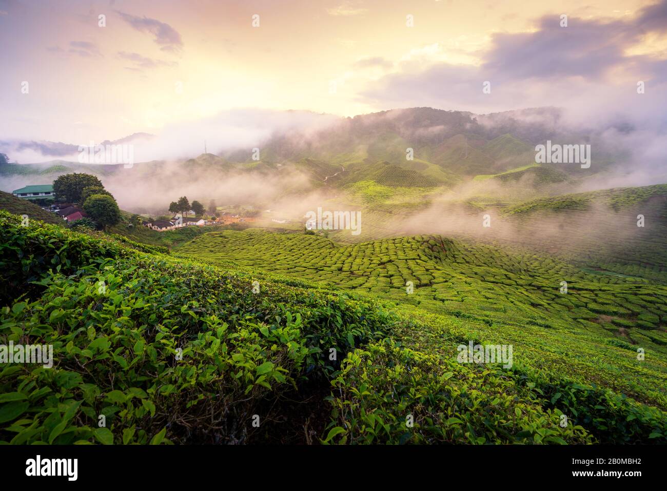Teeplantage in den Bergen während des Sonnenaufgangs im Cameron Hochland, Malaysia, mit hartem Licht am Morgen. Malaysia Tourismus, Natur Leben oder Landschaft mo Stockfoto