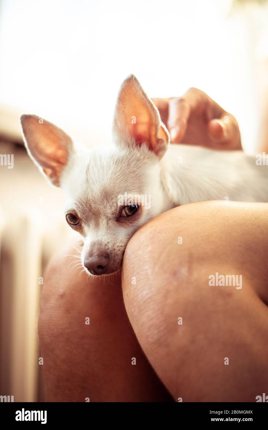 Nahaufnahme eines verschlafenen kleinen weißen Hundes auf dem Schoß, der in die Kamera schaut Stockfoto