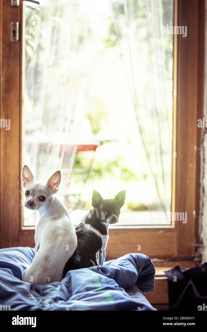 Zwei kleine chihuahua-Brüder sitzen im Fenster und schauen zurück auf die Kamera Stockfoto