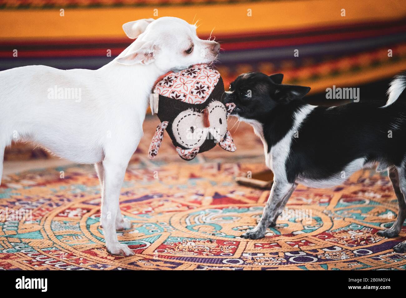 Zwei kleine Hunde spielen und beißen auf weichem Hundespielzeug auf heller Matte Stockfoto