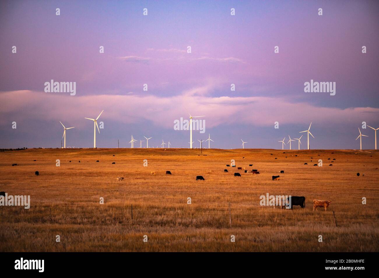 Windturbinen im Feld gegen Dämmerung Himmel mit Rindern Stockfoto Windturbinen im Feld gegen Dämmerung Himmel mit Rindern Stockfoto