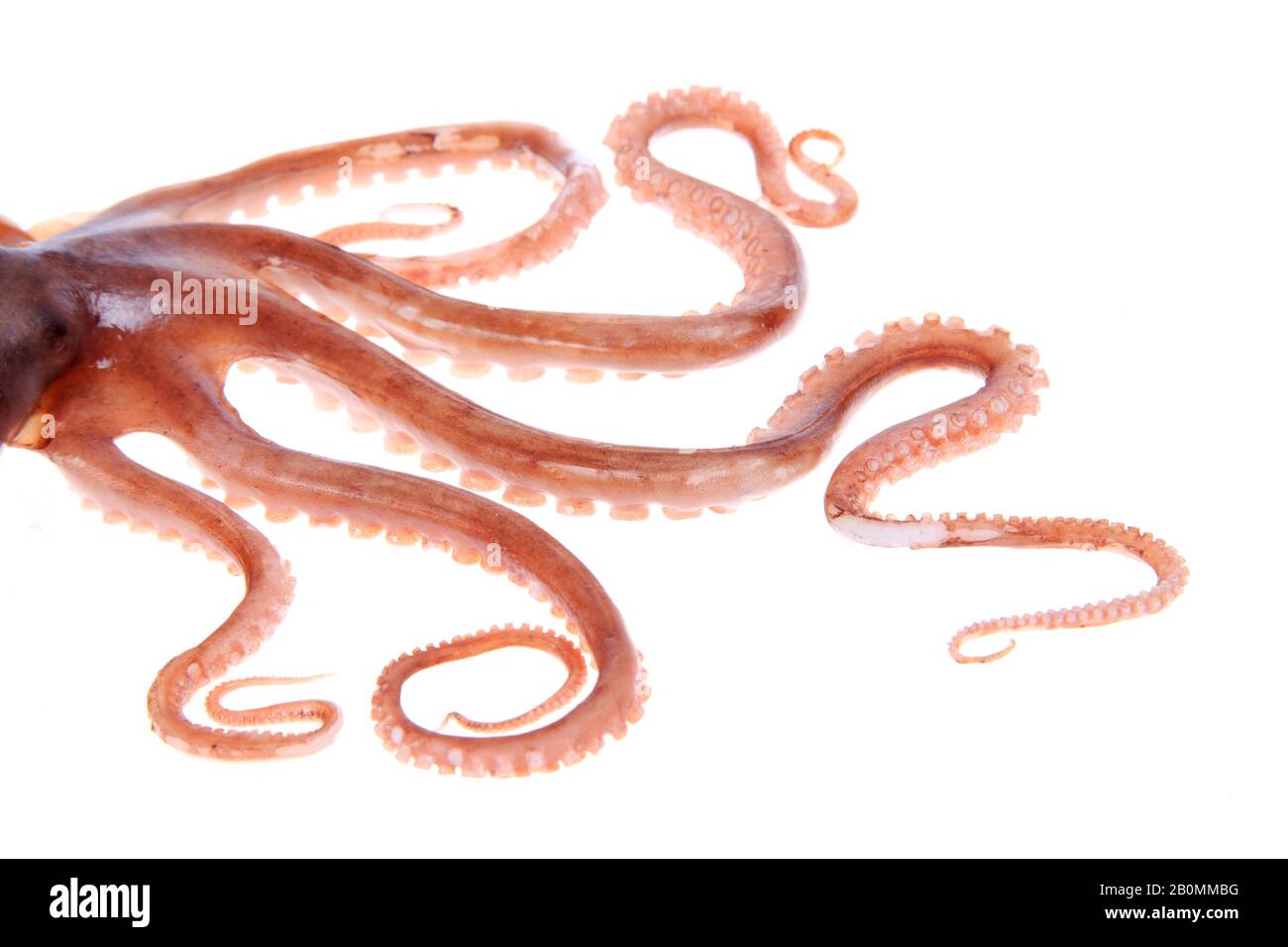 Tintenfisch Tentakeln Stockfoto