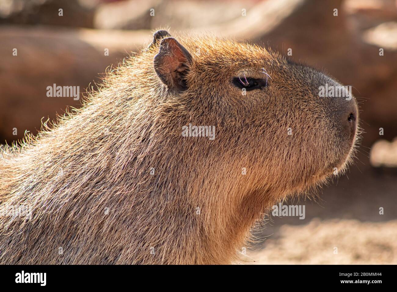 Gleichgültigkeit im Gesicht einer Capybara Stockfoto