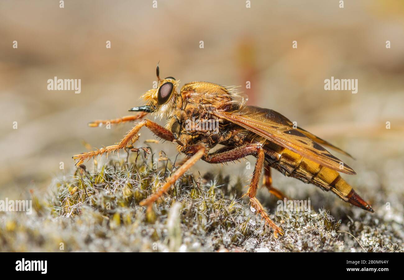 Eine wundervolle Inch-lange Hornet-Räuberfliege (Asilus crabroniformis), die auf Heide jagt! Stockfoto