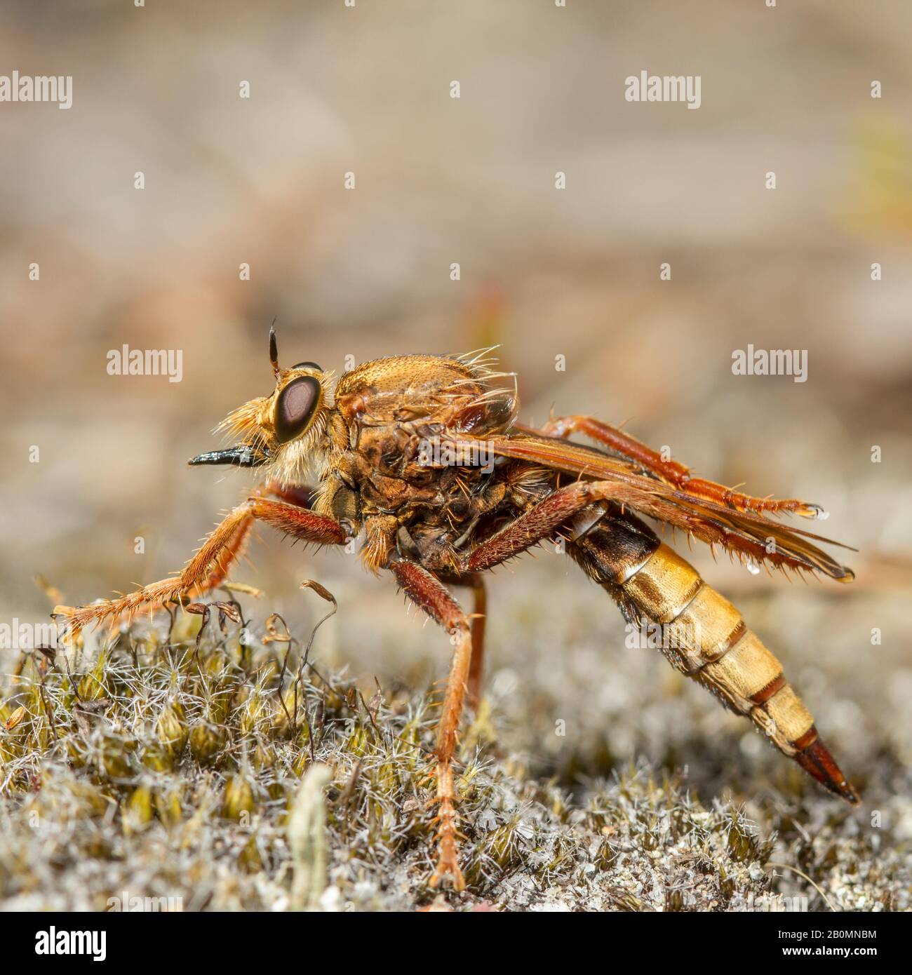 Eine wundervolle Inch-lange Hornet-Räuberfliege (Asilus crabroniformis), die auf Heide jagt! Stockfoto