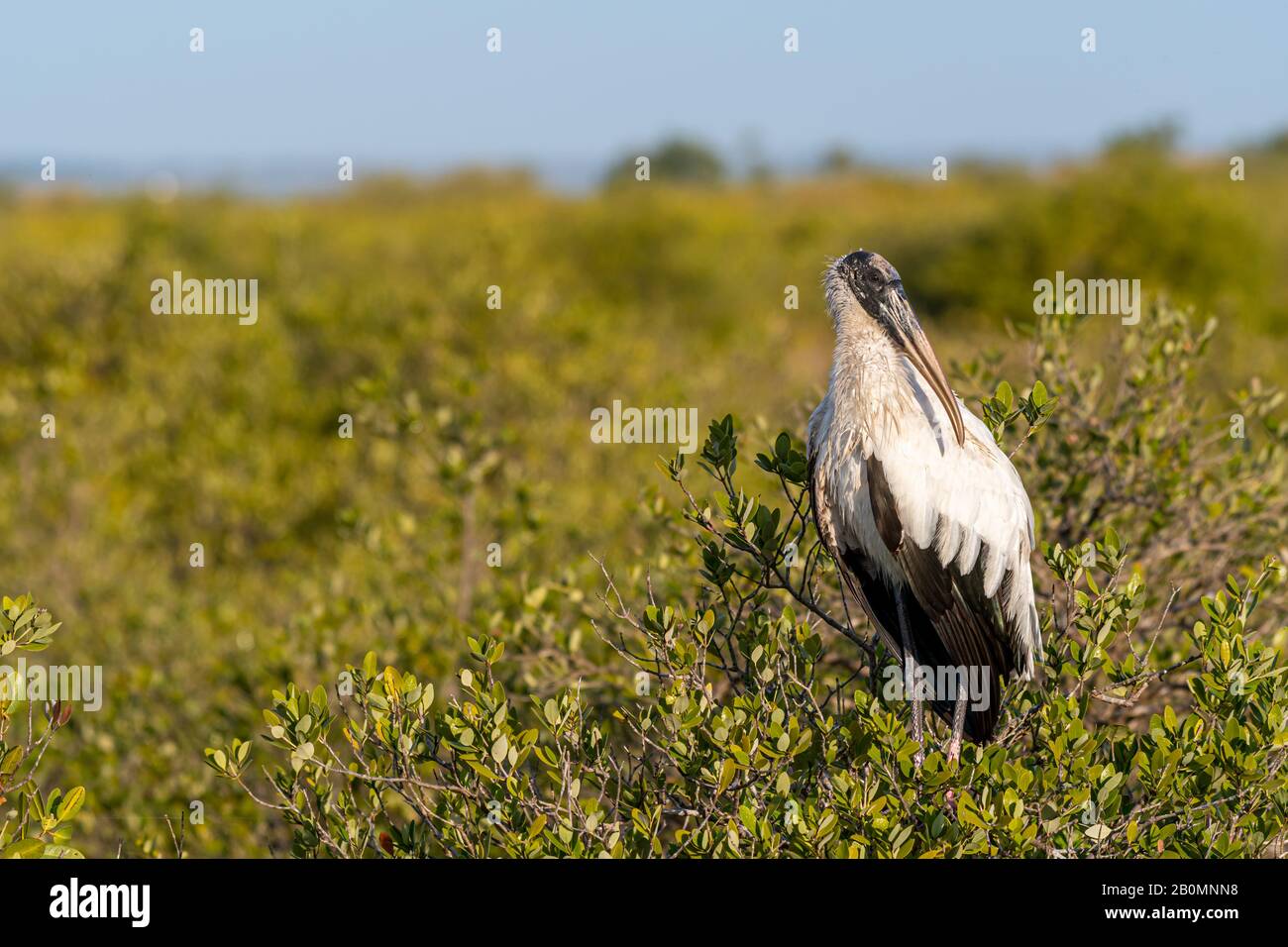 Ein Holzstork (Mycteria Americana) im Merritt Island National Wildlife Refuge in Florida, USA. Stockfoto