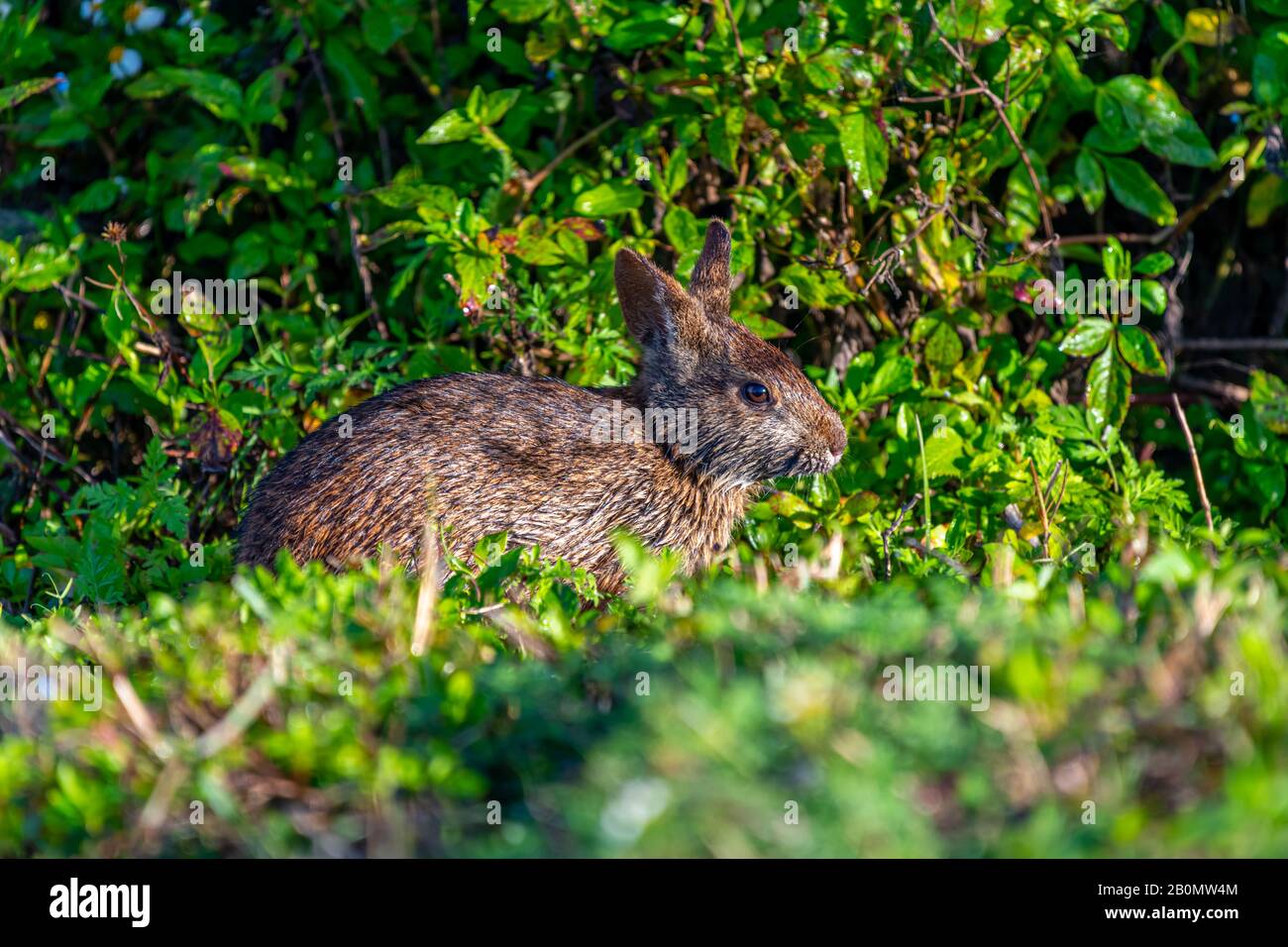 Ein Marsh Rabbit (Sylvilagus palustris) in den Ritch Grissom Memorial Wetlands, Viera, Florida, USA. Stockfoto