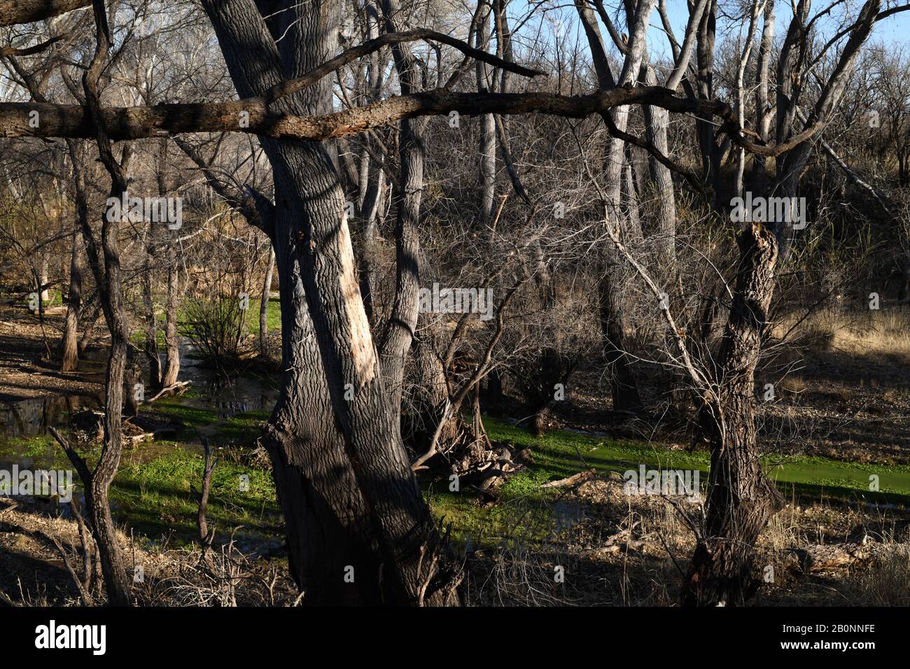 Pflanzen wachsen entlang von Baumwollbäumen während der Wintersaison im Bach in Empire Gulch, einem riechenden Gebiet auf dem Las Cienegas National Conservation Area Stockfoto