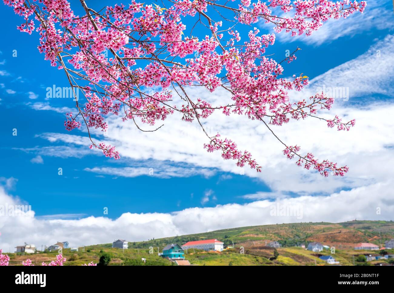 Frühlingsblumen in der Kleinstadt mit Kirschblüten im Vordergrund schmücken die Frühlingsluft im da Lat Plateau, Vietnam Stockfoto