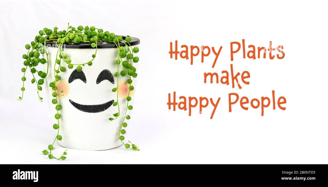 Perlenpflanze (Senecio rowleyanus) mit fröhlichen Gesicht auf Topf Glückliche Pflanzen machen Glückliche Menschen. Spaß-Öko-Therapiekonzept Stockfoto
