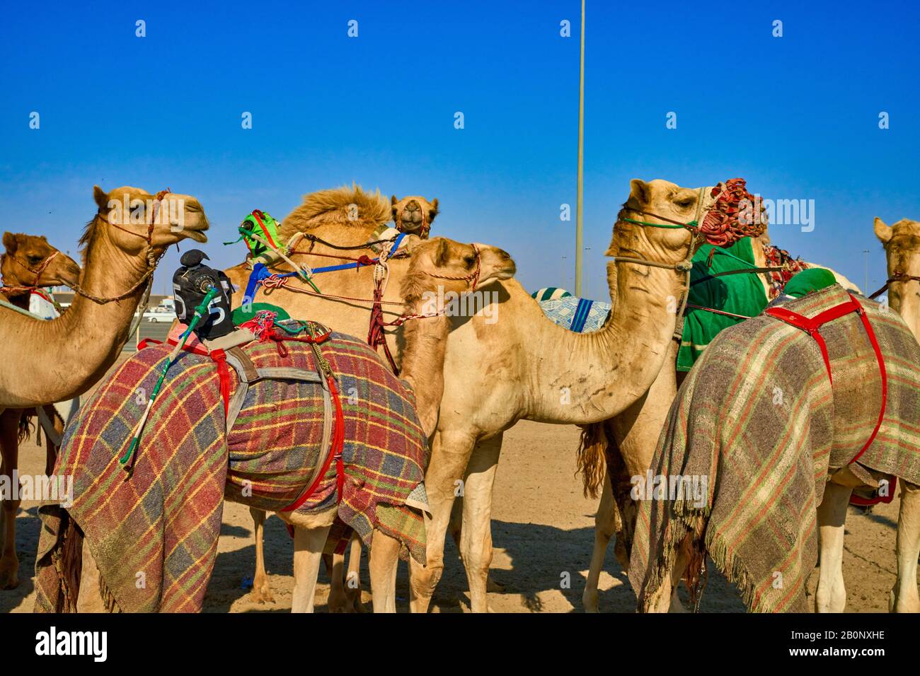 Traditionelles Kamel-Dromadery-Rennen von Ash-Shahaniyah in Katar mit Robotern statt Jockey Stockfoto